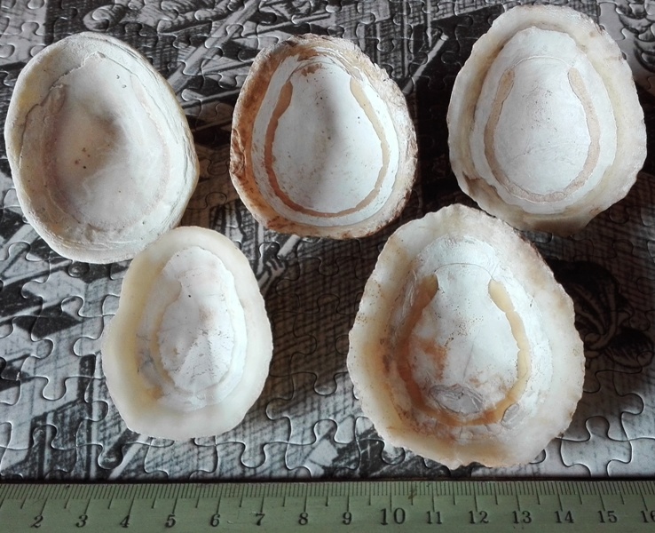 Gran canaria - PATELLE - specie da determinare